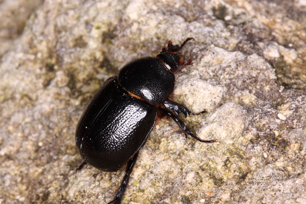 Geotrupide ? No. Pentodon bidens (Dynastidae)